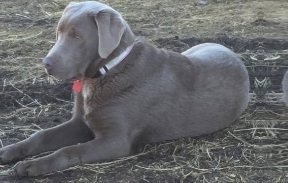 silver lab dogs for sale